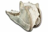 Fossil Oreodont (Merycoidodon) Mandible - South Dakota #355494-5